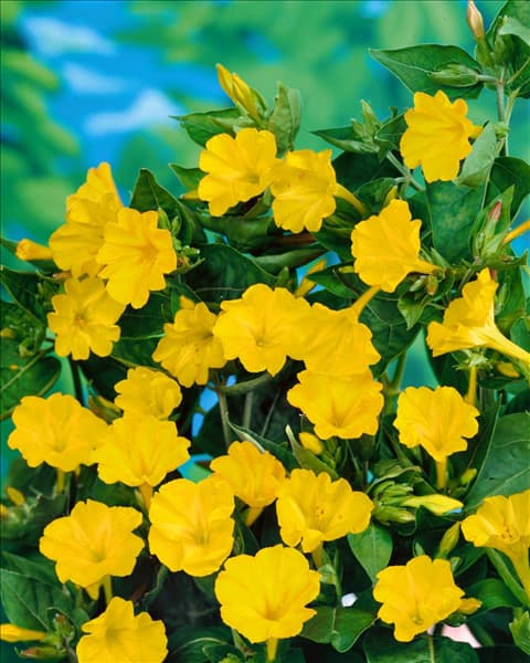 Mirabilis jalapa