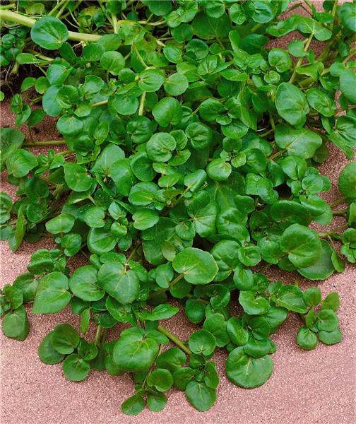 Nasturtium officinale
