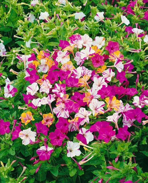 Mirabilis jalapa Broken Colours