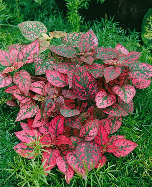 Hypoestes phyllostachya