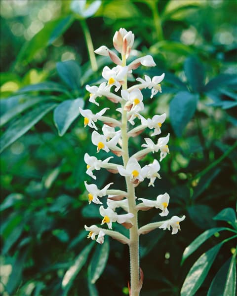 Ludisia discolor Black Jewel / Detail