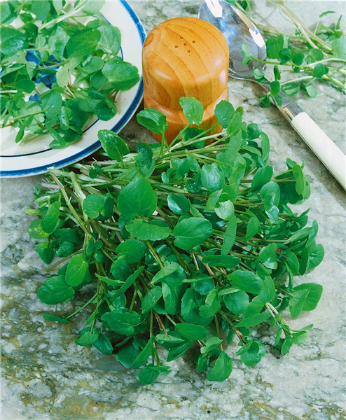 Nasturtium officinale