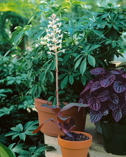 Ludisia discolor Black Jewel