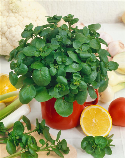Nasturtium officinale