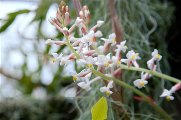 Ludisia discolor