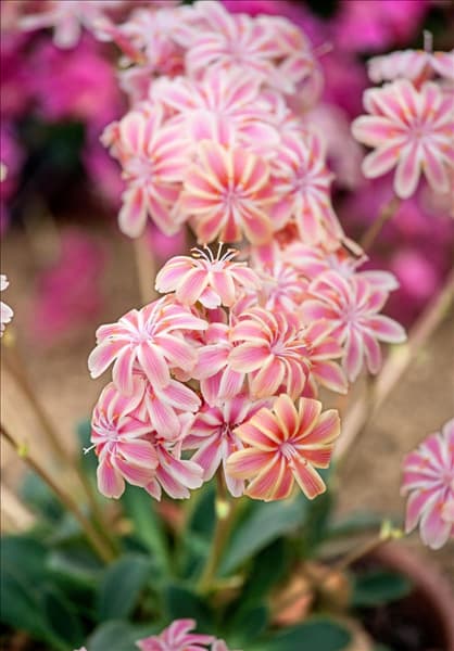 Lewisia Regenbogen