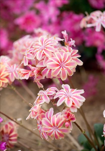 Lewisia Regenbogen