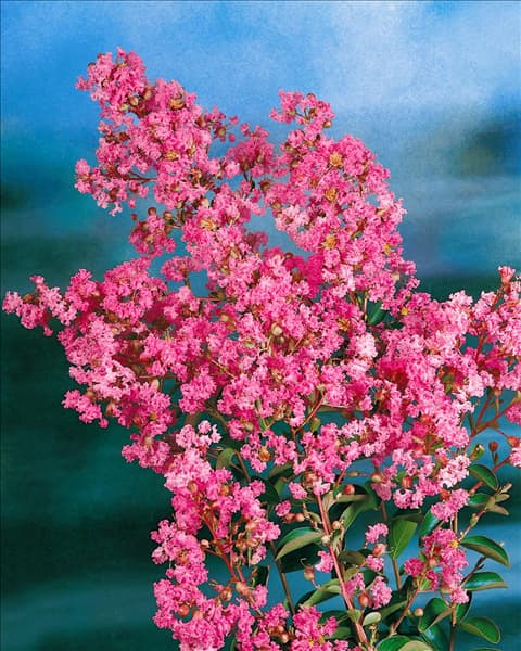 Lagerstroemia indica rose