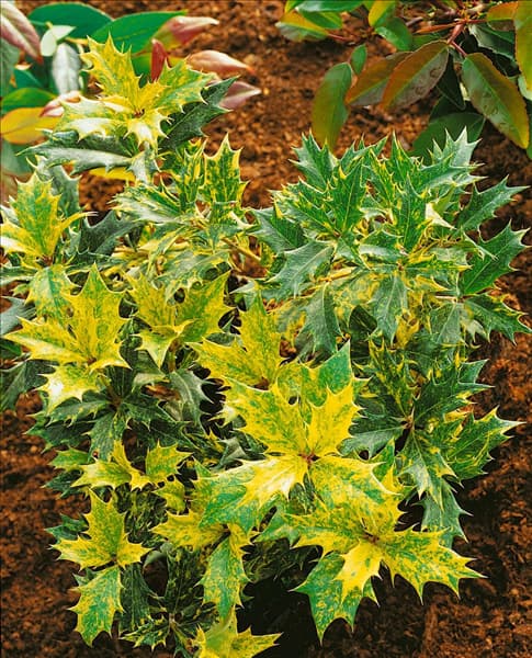 Osmanthus heterophyllus Goshiki
