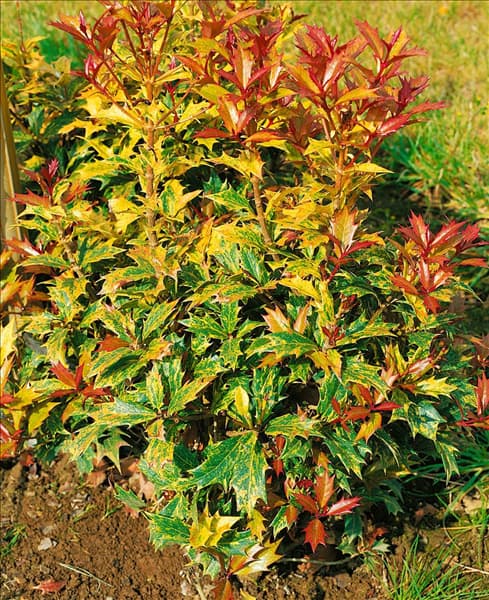 Osmanthus heterophyllus Goshiki