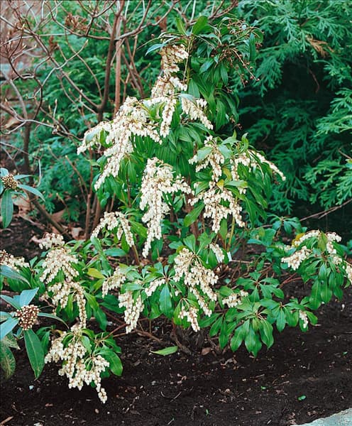 PIERIS JAPONICA