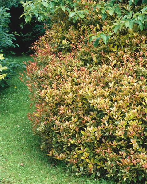Osmanthus heterophyllus Goshiki