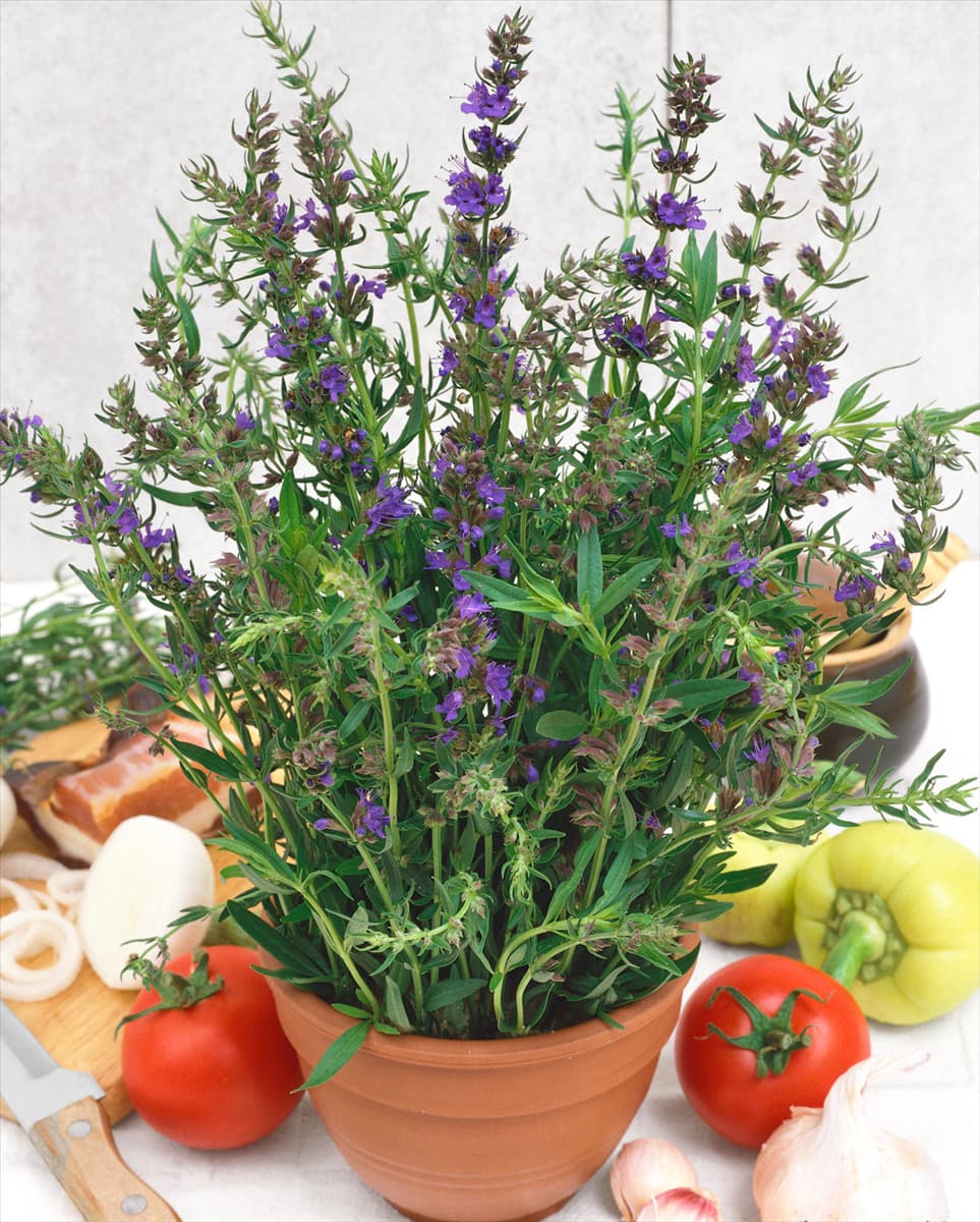 Hyssopus officinalis