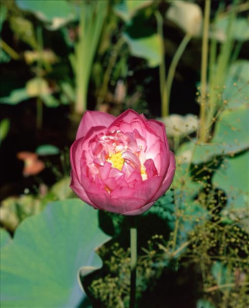 Nelumbo nucifera Plenum