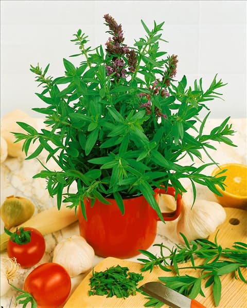 Hyssopus officinalis