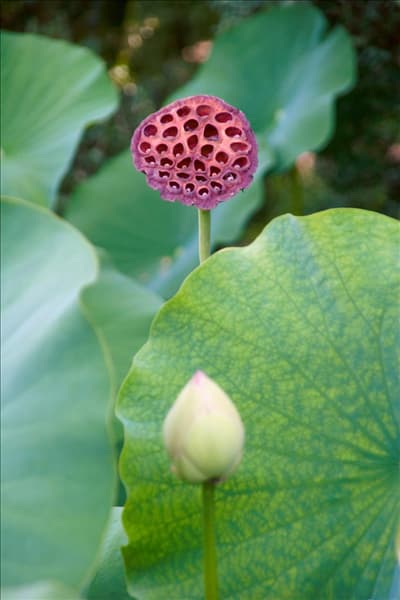 Nelumbo nucifera
