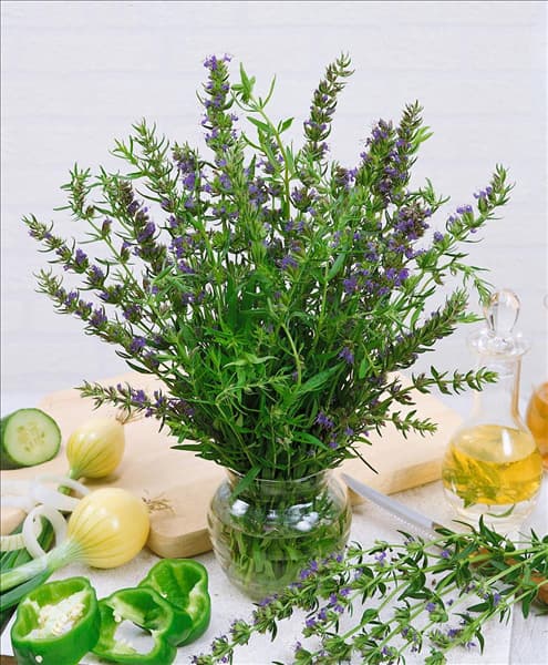 Hyssopus officinalis