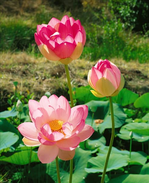 NELUMBO NUCIFERA SPECIOSA