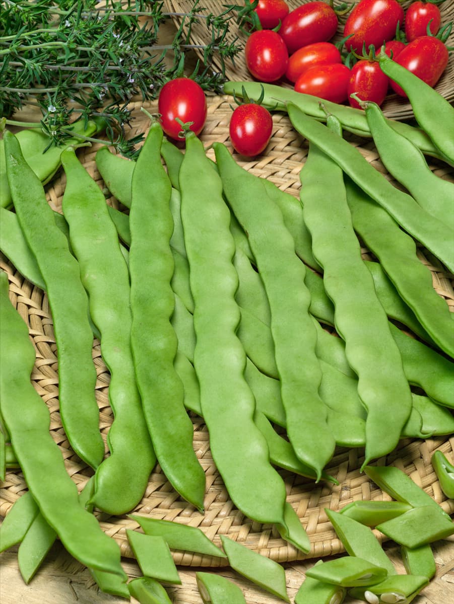Phaseolus vulgaris var. vulgaris