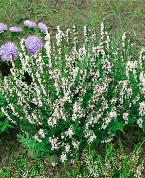 Hyssopus officinalis Albus