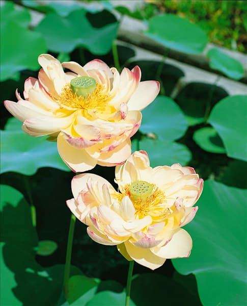 Nelumbo nucifera
