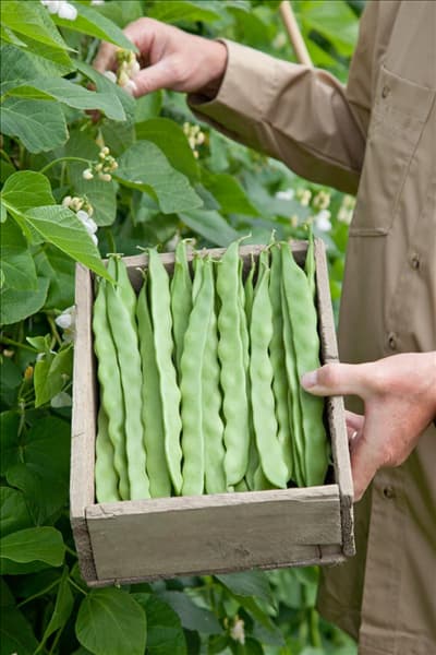 Phaseolus vulgaris var. vulgaris Limka in Holzkiste