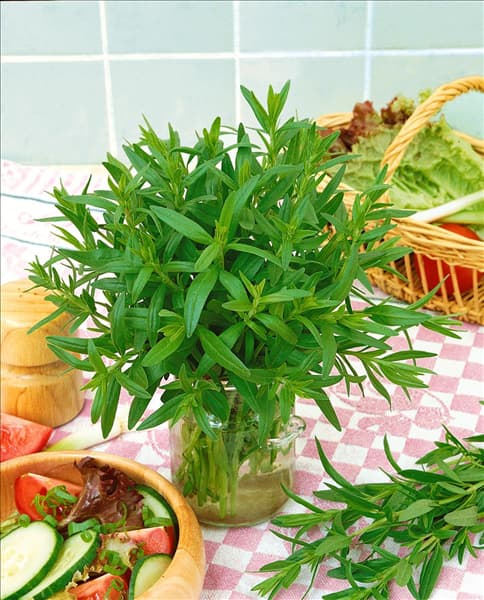 Hyssopus officinalis ssp. officinalis
