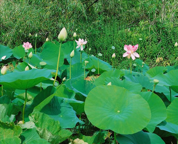 Nelumbo nucifera