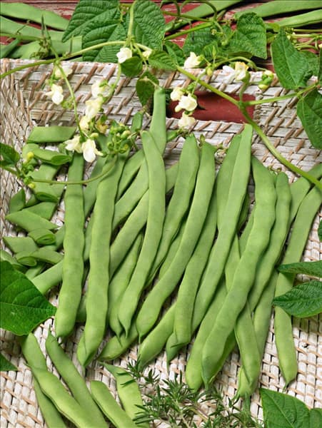 Phaseolus vulgaris var. vulgaris Eva