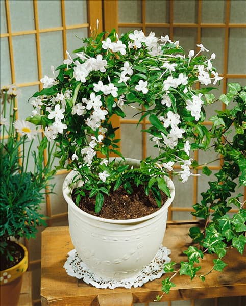 JASMINUM POLYANTHUM