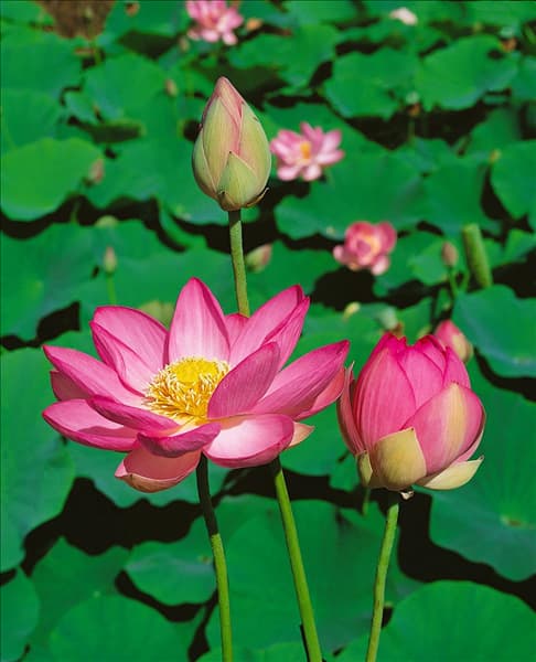NELUMBO NUCIFERA KERMESINA