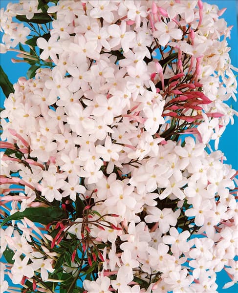 JASMINUM POLYANTHUM
