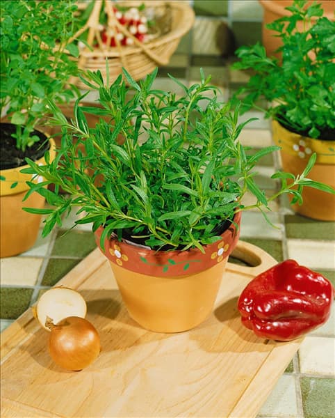 Hyssopus officinalis