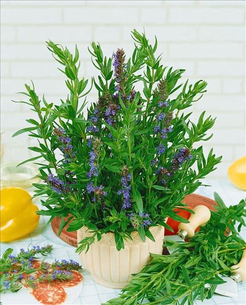 Hyssopus officinalis