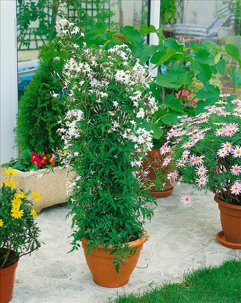 JASMINUM POLYANTHUM