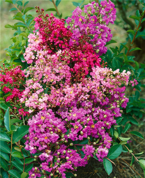 Lagerstroemia indica 'Indian Summer Stars'®