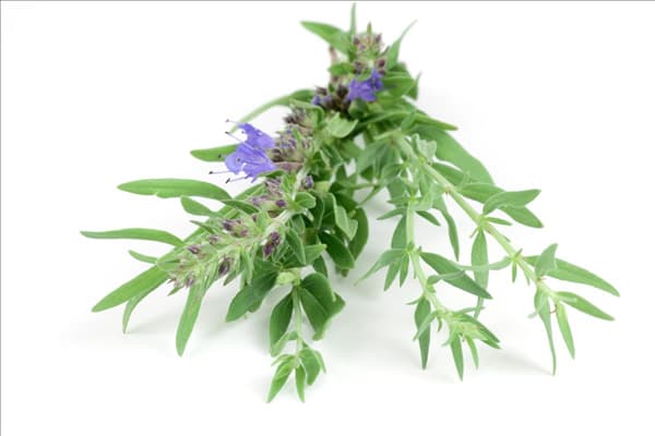 Hyssopus officinalis