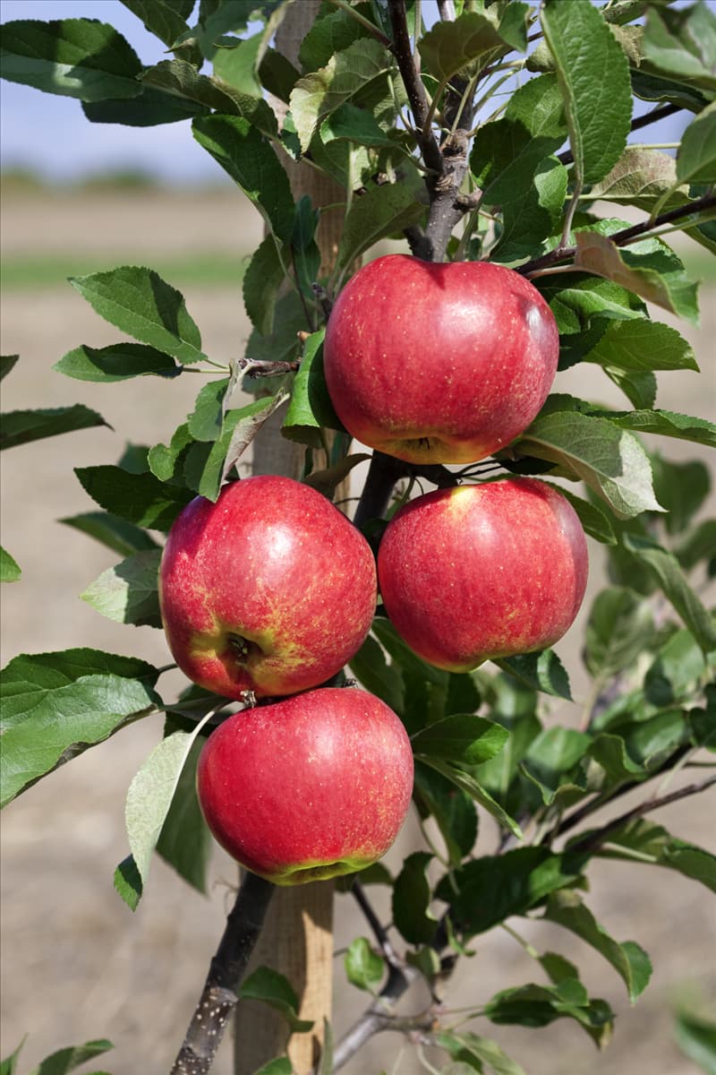 Malus domestica Elstar