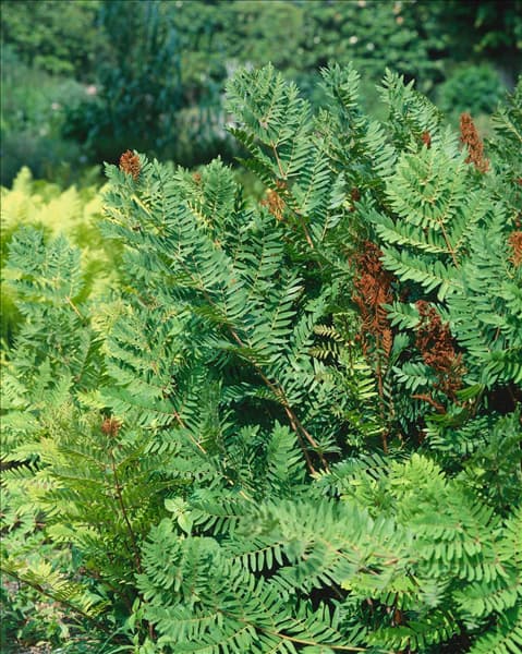 OSMUNDA REGALIS