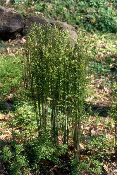 Osmunda regalis