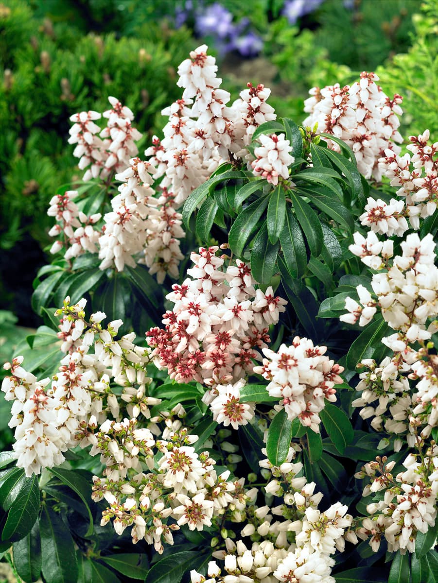 Pieris japonica Bonfire