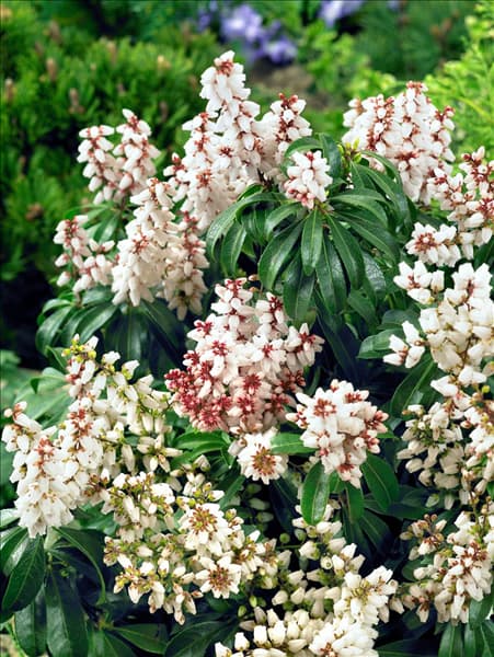 Pieris japonica Bonfire