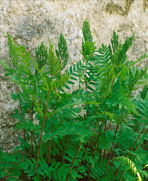 OSMUNDA REGALIS