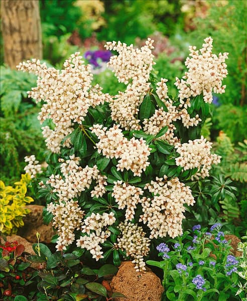 Pieris japonica Bonfire