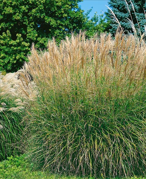 Miscanthus sinensis