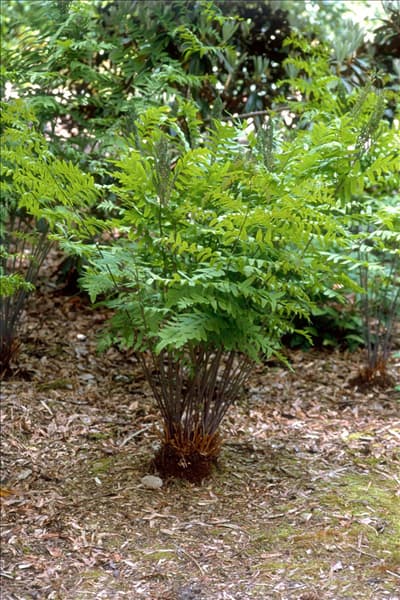 Osmunda regalis