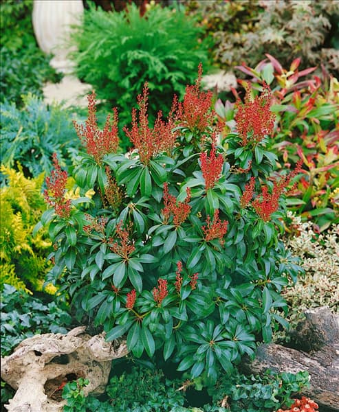Pieris japonica Bonfire