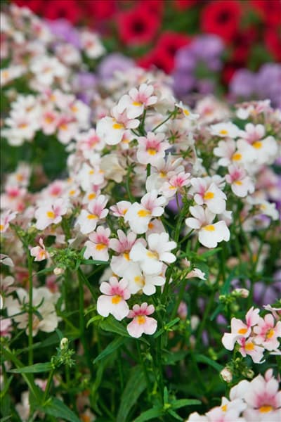 Nemesia Spicy Light Peach