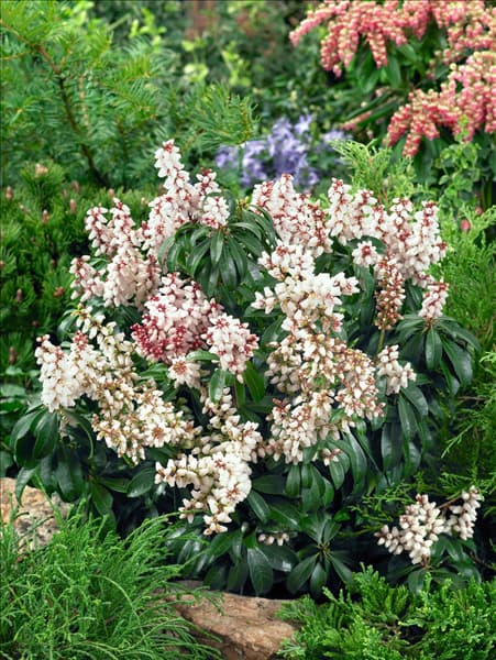Pieris japonica Bonfire