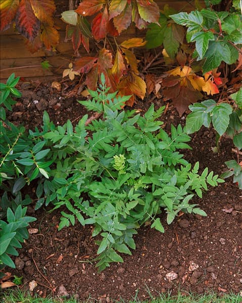 OSMUNDA REGALIS